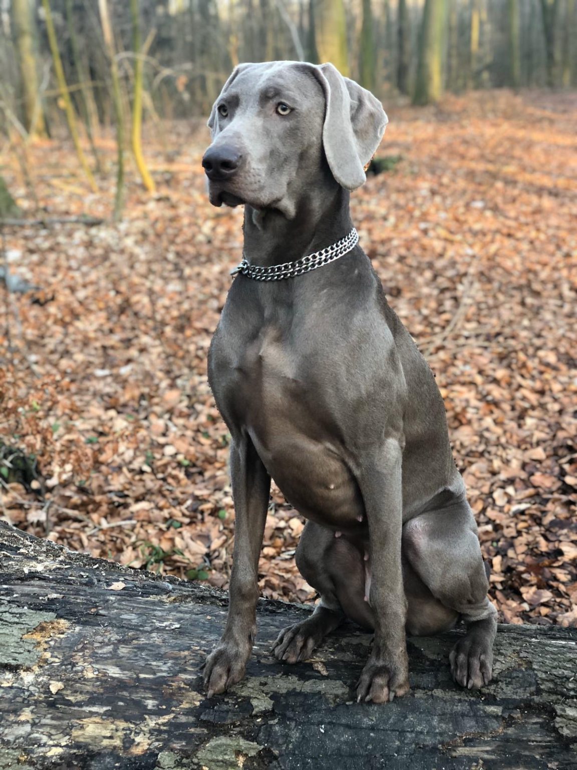 Wurfplanung DWurf WEIMARANER VOM EICKENHOFF Wurfplanung DWurf WEIMARANER VOM EICKENHOFF